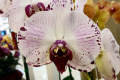 Exposition d'orchidées au Royal Garden